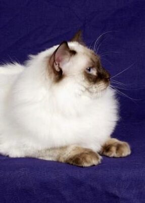 Chocolate Color Point Ragdoll- Adult