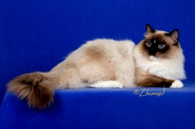 Seal Mitted Ragdoll-Adult